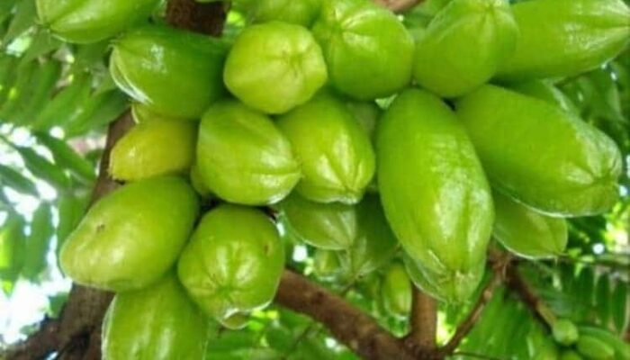 11 Manfaat Buah Belimbing Wuluh Untuk Kesehatan