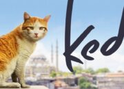 Sinopsis Kedi (2016), Film Dokumenter Kucing Terbaik di Istanbul